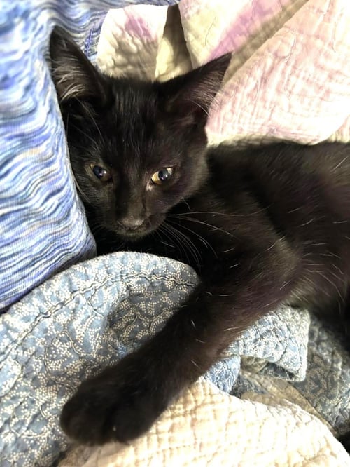 PORKIE PANCAKES - Domestic Short Hair available for adoption