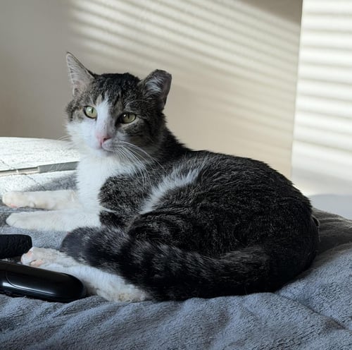 PETER PARKER BONDED TO BELLA SUNSHINE - Domestic Short Hair available for adoption