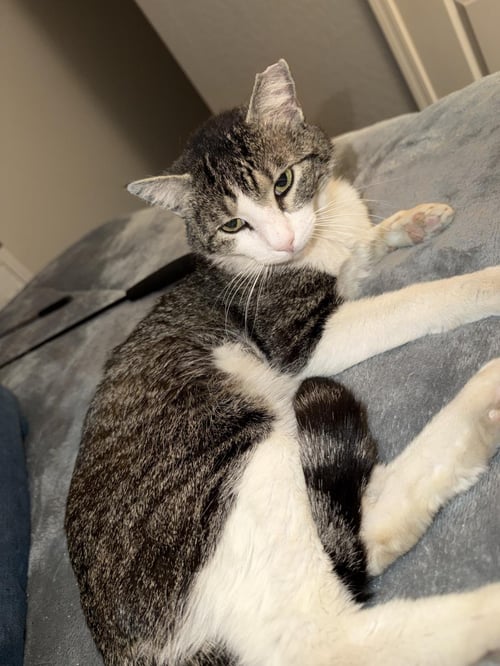 PETER PARKER BONDED TO BELLA SUNSHINE - Domestic Short Hair available for adoption