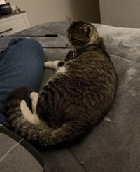 Peter Parker Bonded To Bella Sunshine - Photo 3