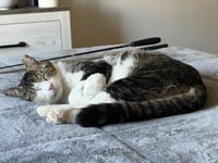 Peter Parker Bonded To Bella Sunshine - Photo 4