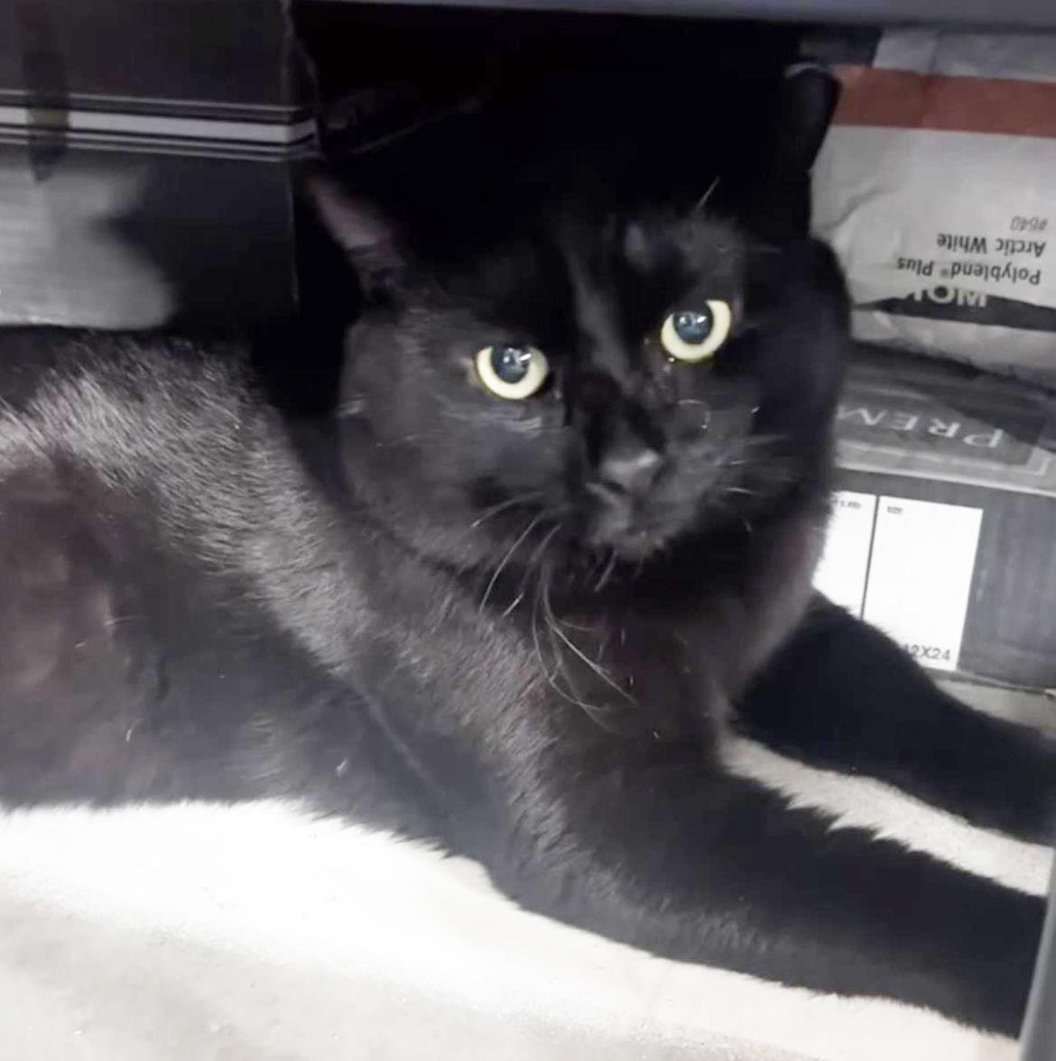 MIDNIGHT STARS - Domestic Short Hair available for adoption