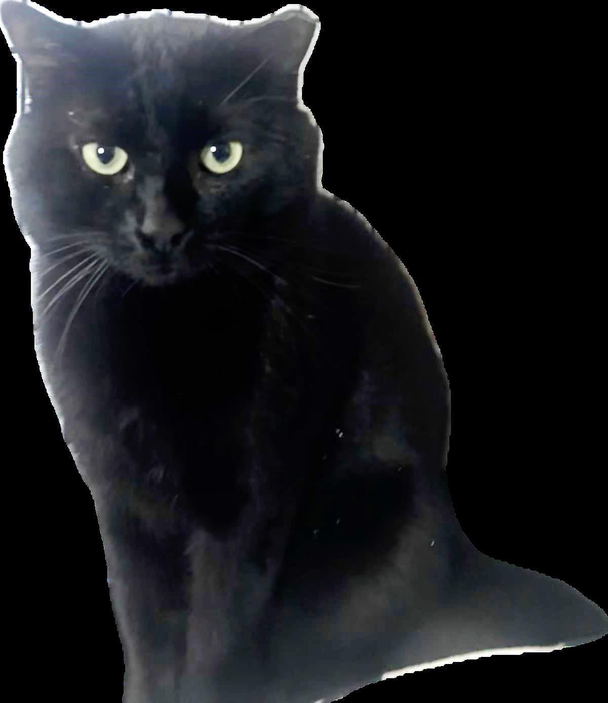 MIDNIGHT STARS - Domestic Short Hair available for adoption