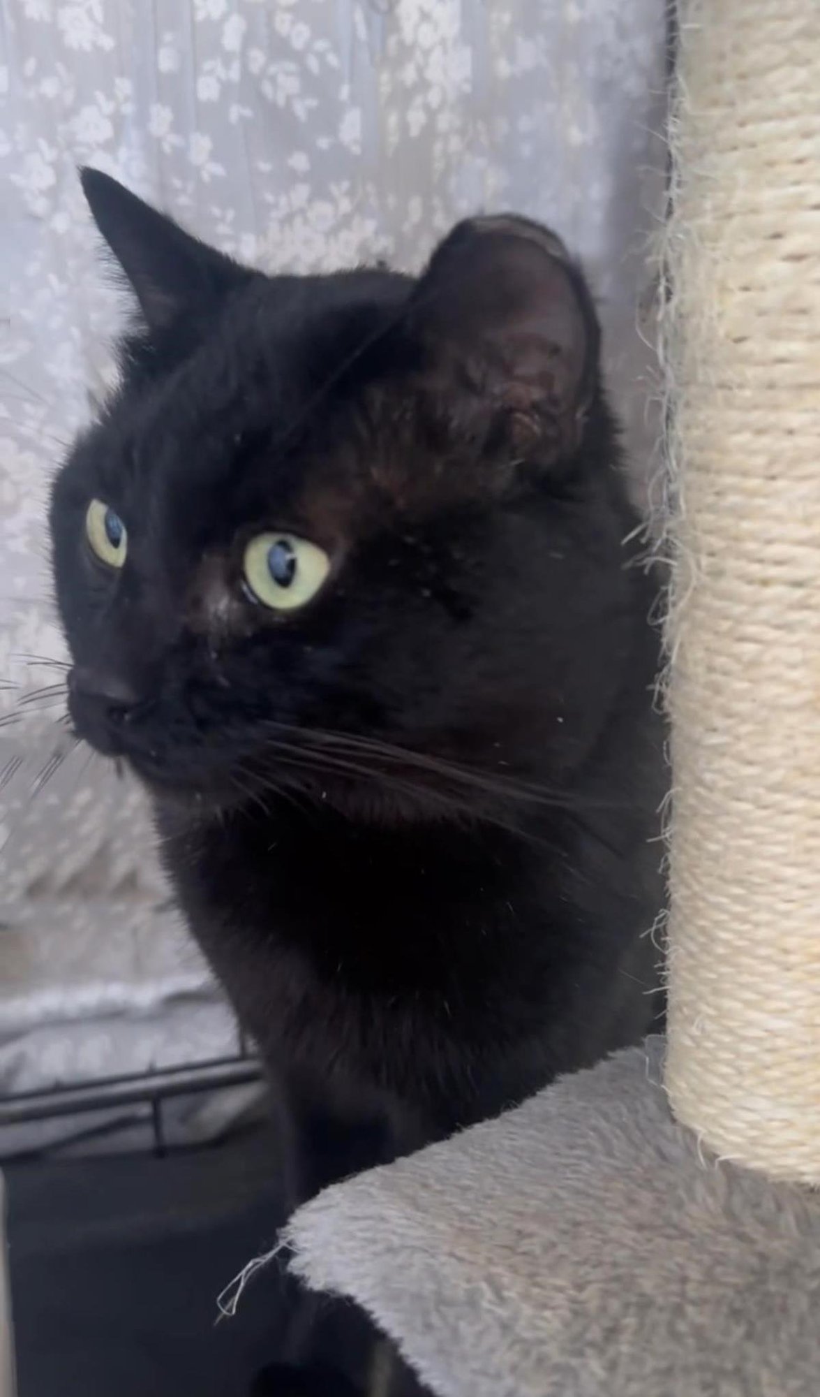 Midnight Stars - Photo 3