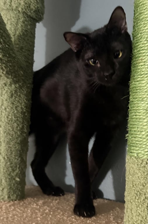 Onyx Nightshade Image