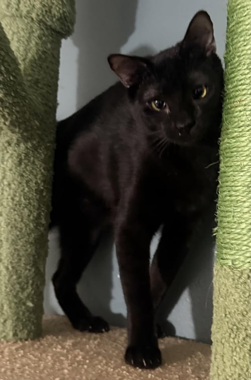 ONYX NIGHTSHADE - Domestic Short Hair available for adoption
