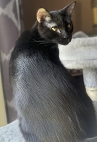 Onyx Nightshade - Photo 2