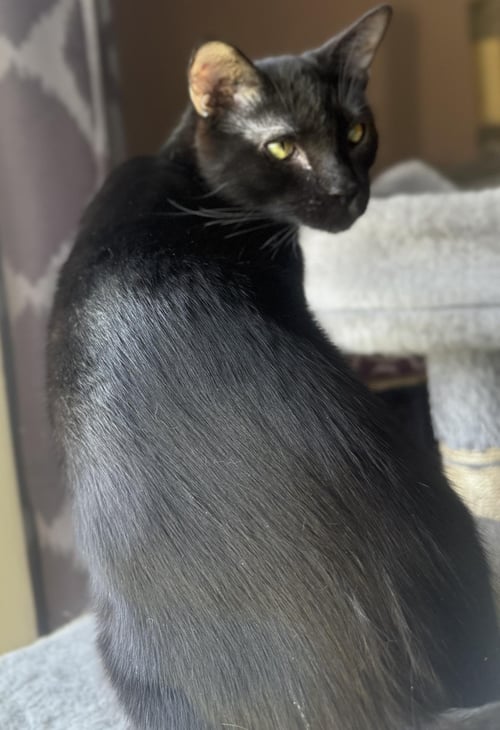 ONYX NIGHTSHADE - Domestic Short Hair available for adoption