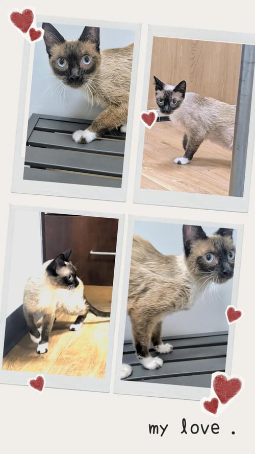 MARY SHINO - Siamese / Snowshoe available for adoption