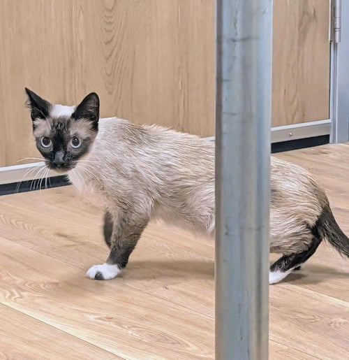 MARY SHINO - Siamese / Snowshoe available for adoption