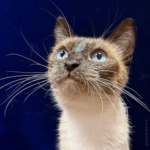 MARY SHINO - Siamese / Snowshoe available for adoption