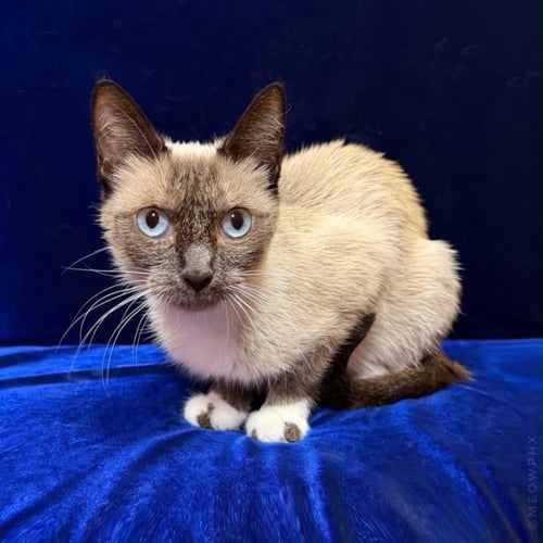 MARY SHINO - Siamese / Snowshoe available for adoption