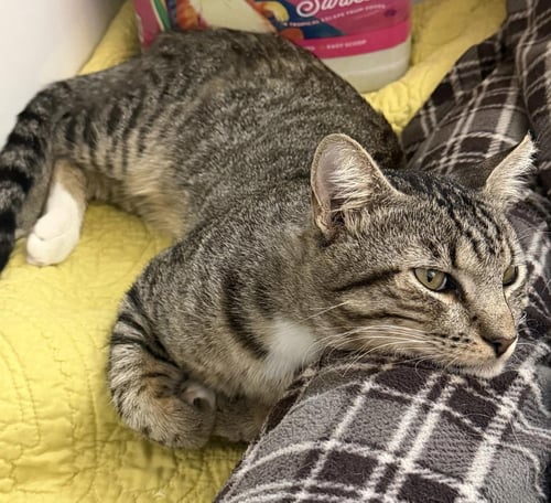 THEO HAMILTON - Domestic Short Hair available for adoption
