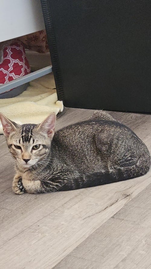 SHY GUY ITURBE - Domestic Short Hair available for adoption
