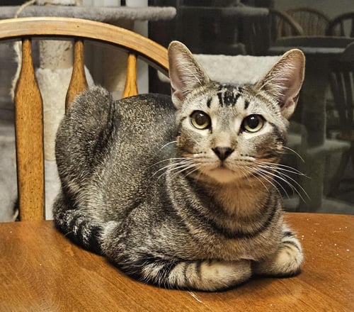 SHY GUY ITURBE - Domestic Short Hair for adoption in Chandler
