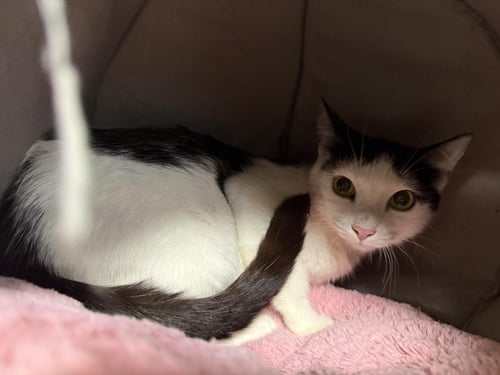 BESSIE MOOIE - Domestic Short Hair / Tuxedo available for adoption