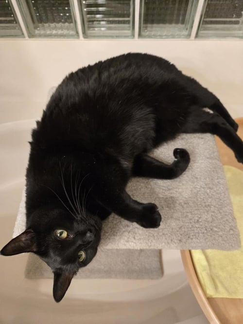 NALIA RAIN - Domestic Short Hair available for adoption