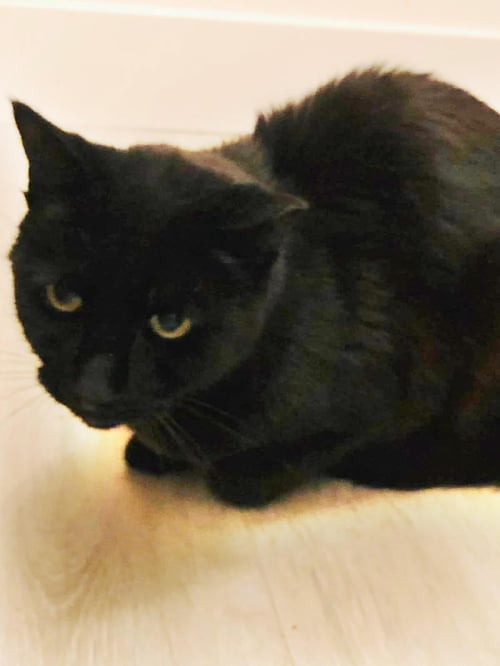 GEORGIE PARK - Domestic Short Hair available for adoption