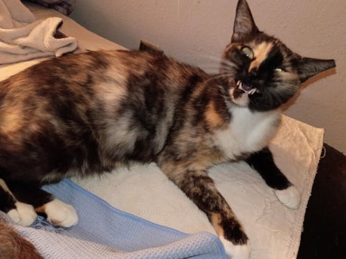 HOLIDAY MEEMAW - Domestic Short Hair available for adoption