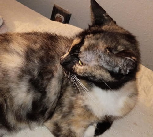 HOLIDAY MEEMAW - Domestic Short Hair available for adoption