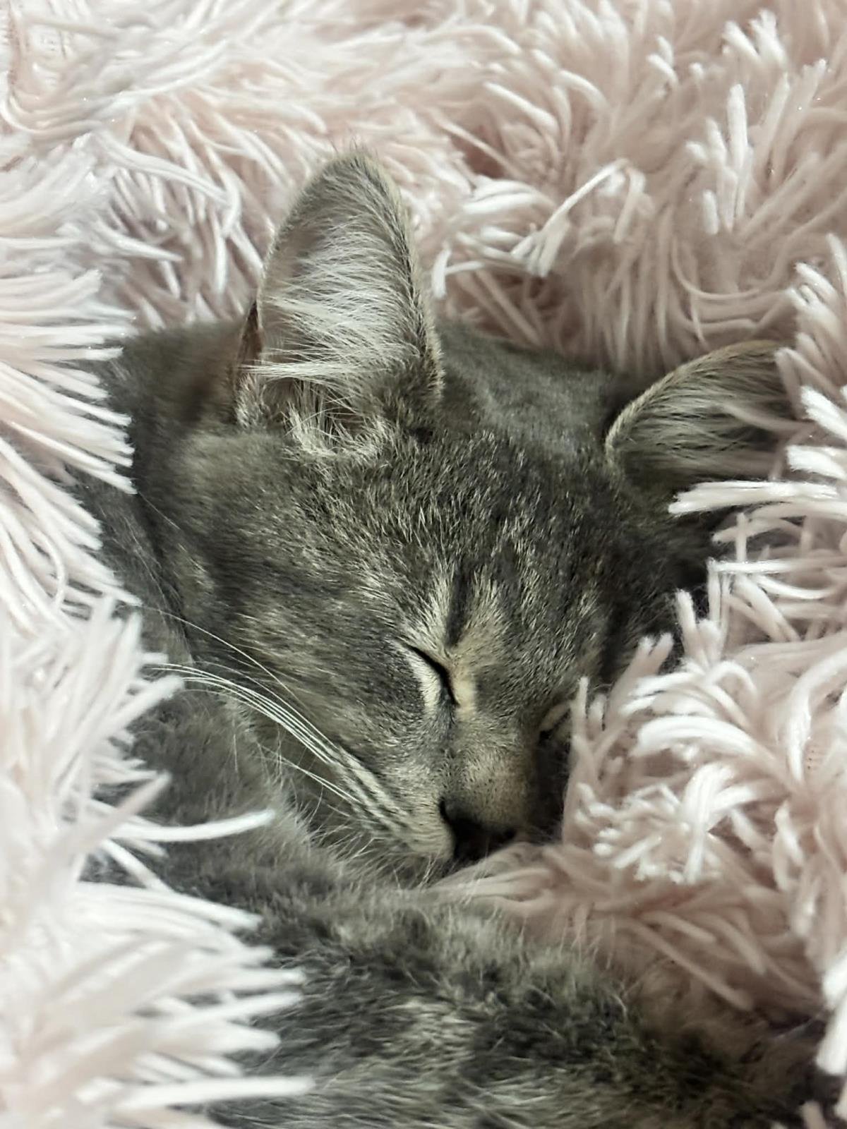 MERIDETH GLOBE - Domestic Short Hair available for adoption