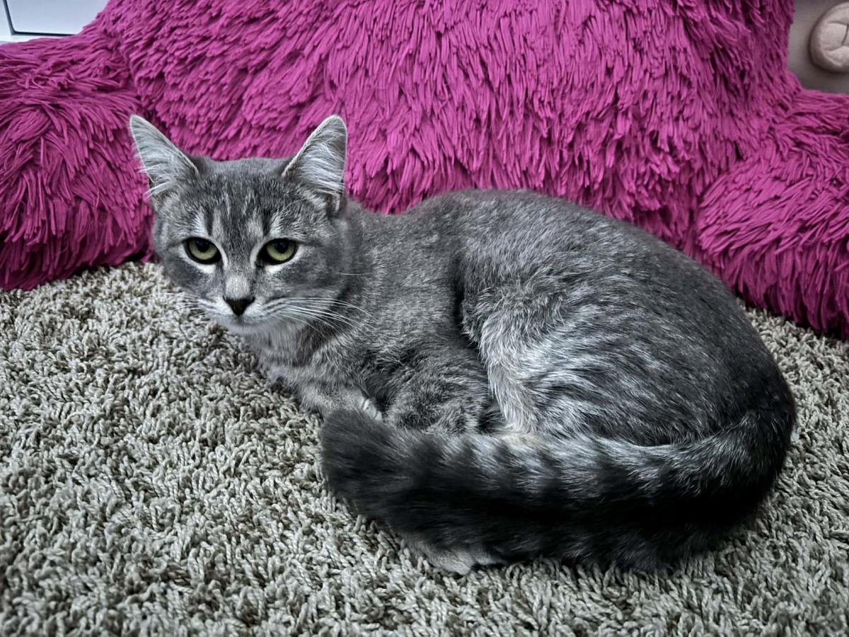 Merideth Globe - Photo 3