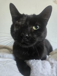 Uno Chan Fluffington - Photo 3