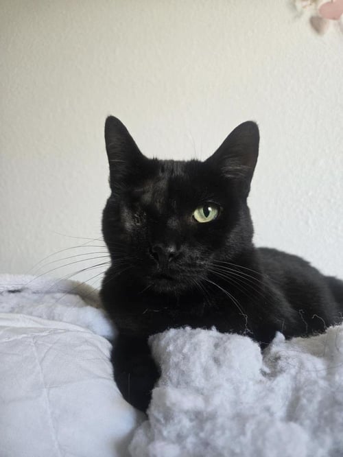 UNO CHAN FLUFFINGTON - Domestic Short Hair available for adoption