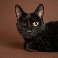 Uno Chan Fluffington - Photo 1