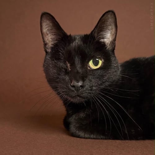 UNO CHAN FLUFFINGTON - Domestic Short Hair available for adoption