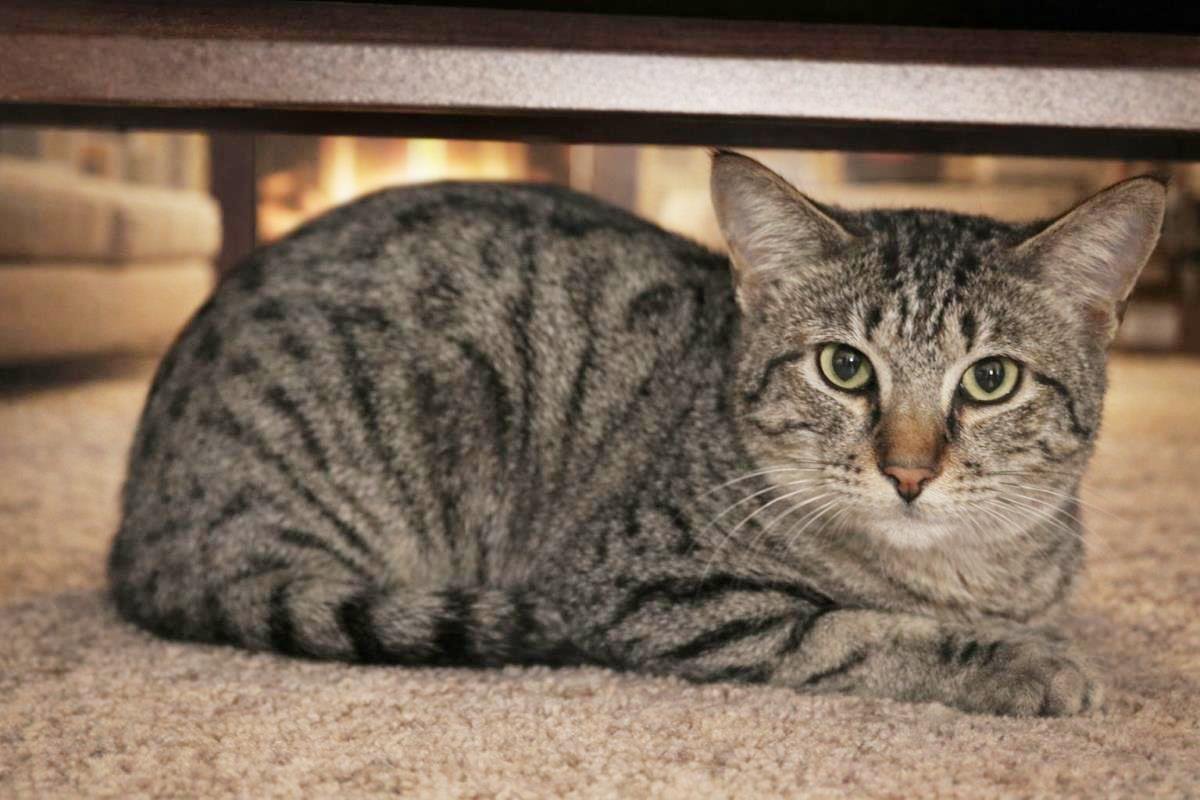 KENDALL MORE - Domestic Short Hair / Tabby available for adoption