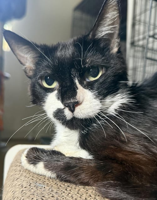 KENDRICK CLAWMAR - Tuxedo / Domestic Short Hair available for adoption