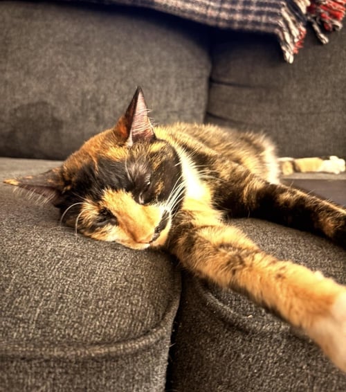 SOLERA CELESTE - Tortoiseshell / Domestic Short Hair available for adoption