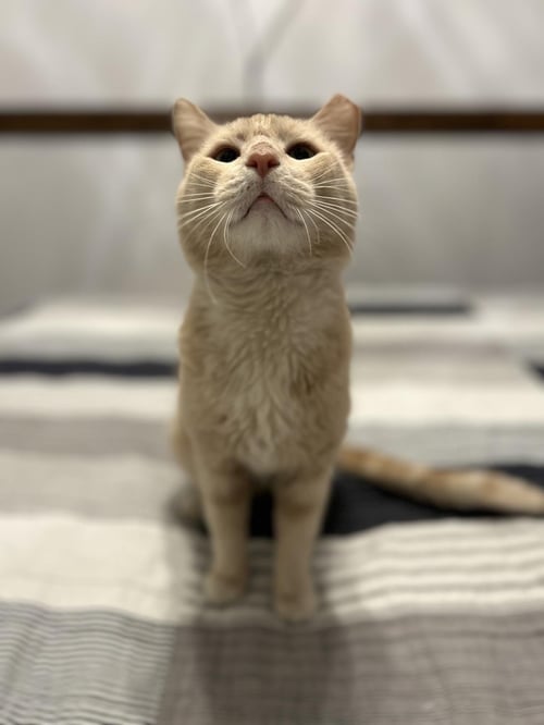 HEATHCLIFF ALMANZA - Domestic Short Hair / Tabby available for adoption