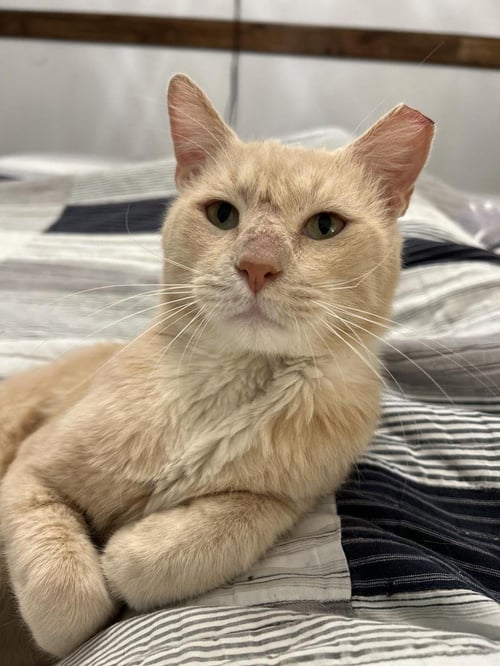 HEATHCLIFF ALMANZA - Domestic Short Hair / Tabby for adoption in Chandler