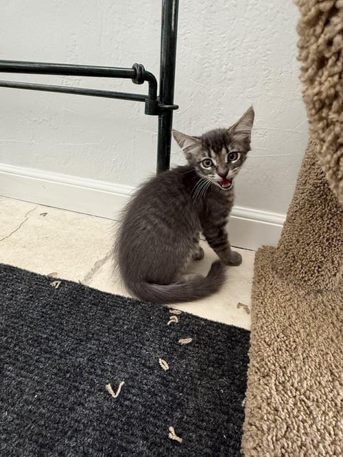QUPID FERGUSON BONDED TO DONNER - Domestic Medium Hair available for adoption