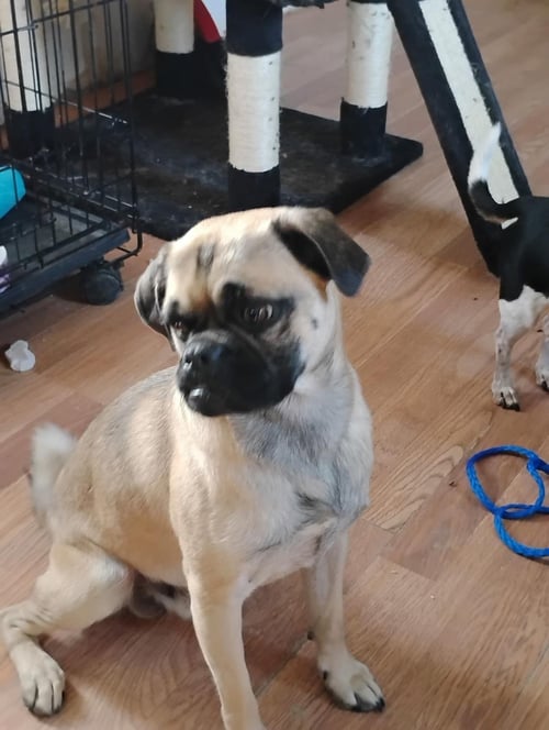 TEMU HOLDER - Pug for adoption in Chandler