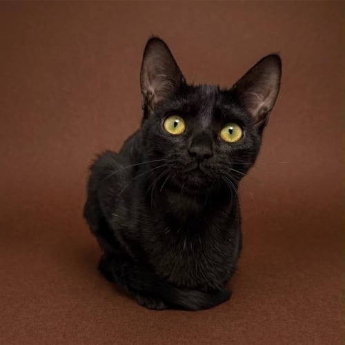 SASHA HOLLANOV - Domestic Short Hair for adoption in Chandler