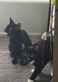 Wednesday Addams - Photo 4