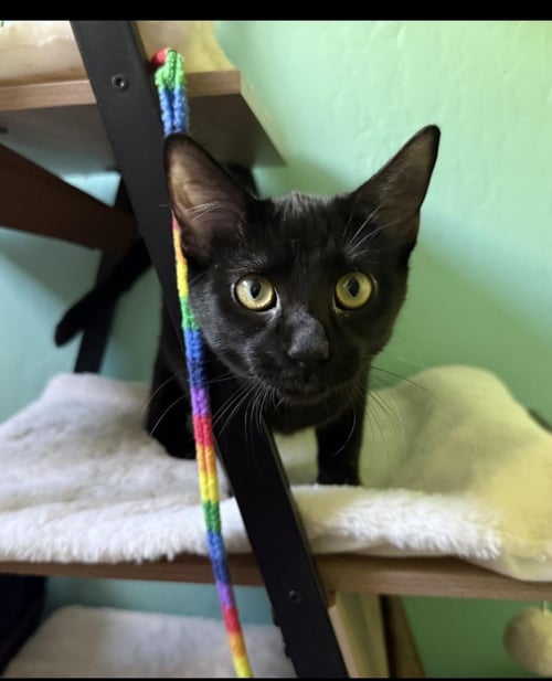 WEDNESDAY ADDAMS - Domestic Short Hair available for adoption