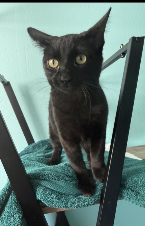 WEDNESDAY ADDAMS - Domestic Short Hair available for adoption