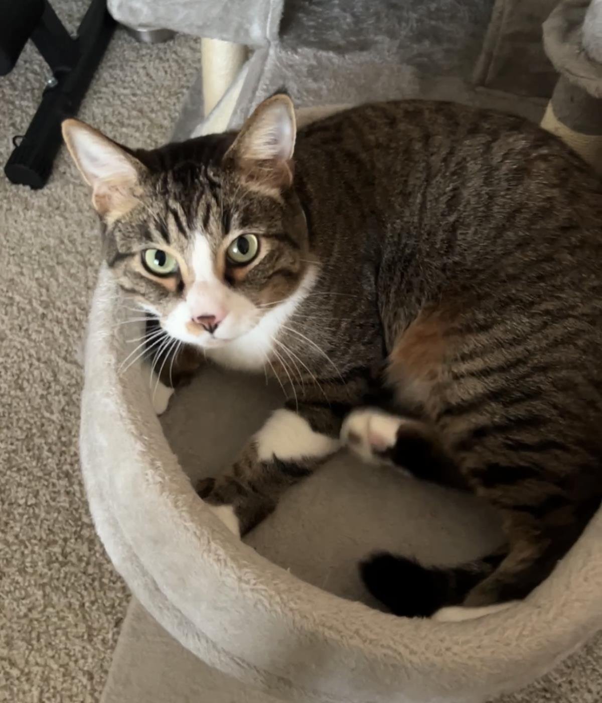 WINNIE RUMBLE - Domestic Short Hair / Tabby available for adoption