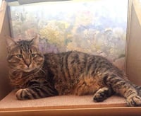 Chapo Pooh - Photo 3