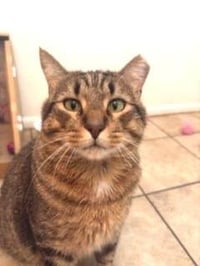 Chapo Pooh - Photo 2