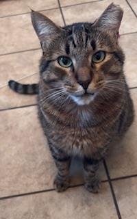 CHAPO POOH - Tabby for adoption in Chandler
