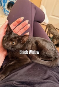 Black Widow Avenger - Photo 4
