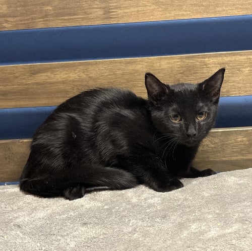 COFFEE VIBEZ - Domestic Short Hair available for adoption