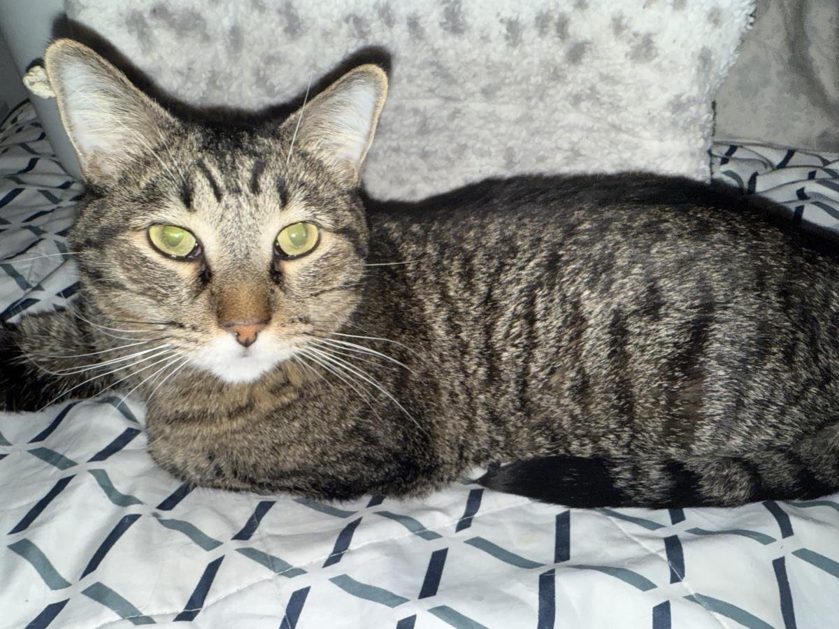 CRYBABY KENT - Tabby / Domestic Short Hair available for adoption