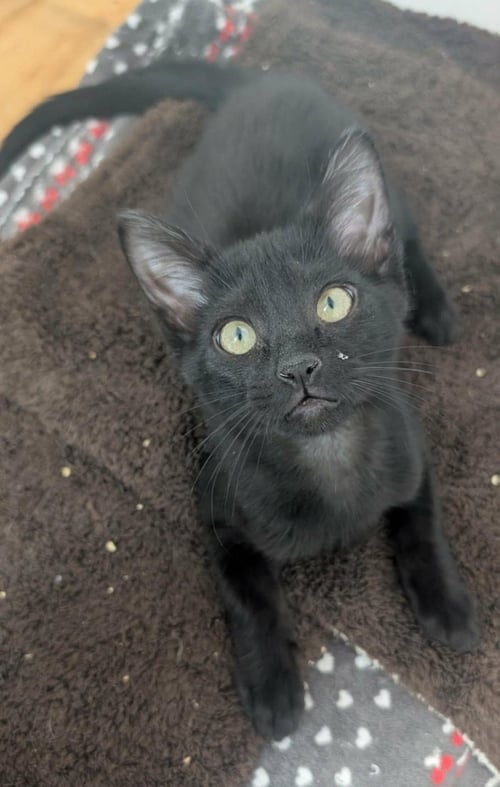 CHOCOLATE CHIP MUFFIN - Domestic Short Hair available for adoption