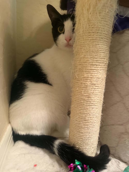 MILK SHAKE - Domestic Short Hair / Tuxedo available for adoption